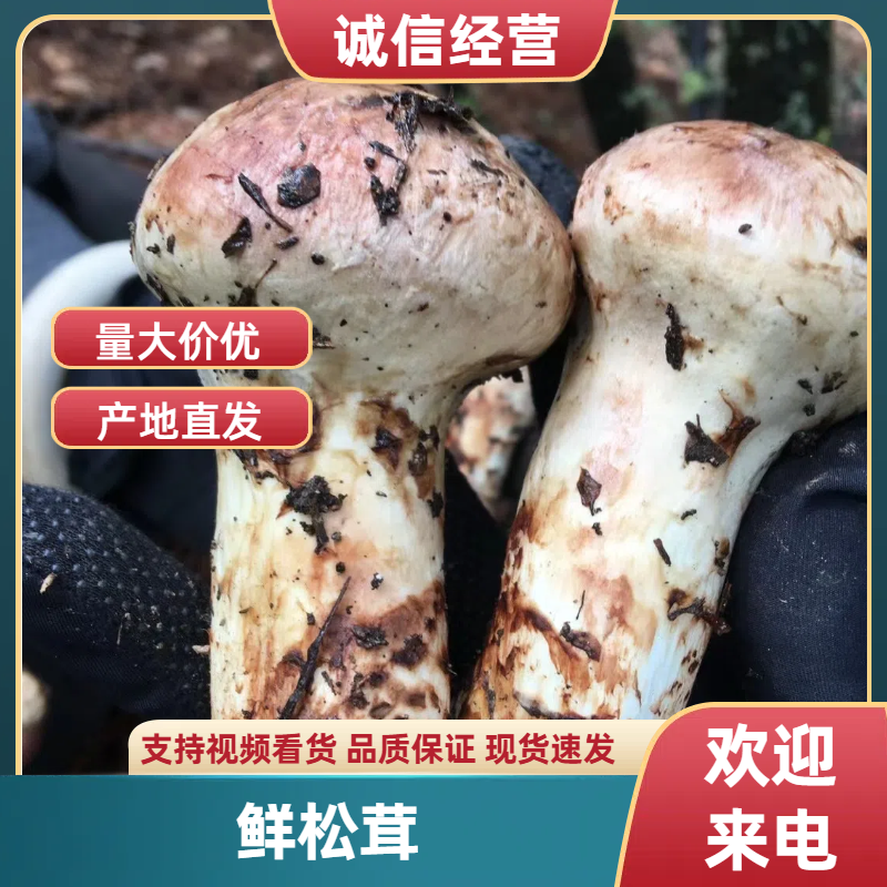 雅江精选松茸鲜货甘孜雅江野生菌雅江特产