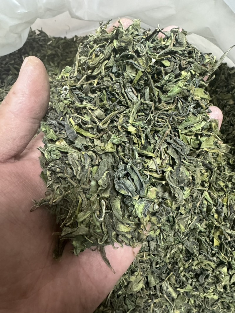 日照绿茶2025茶叶高山云雾炒青浓香型餐饮饭店商用茶批发