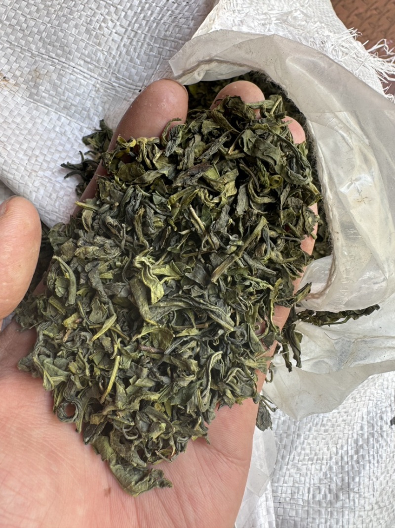 日照绿茶2025茶叶高山云雾炒青浓香型餐饮饭店商用茶批发