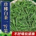 白茶安吉2024新茶茶叶高山绿茶春茶正宗白茶批发