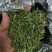 白茶安吉2024新茶茶叶高山绿茶春茶正宗白茶批发