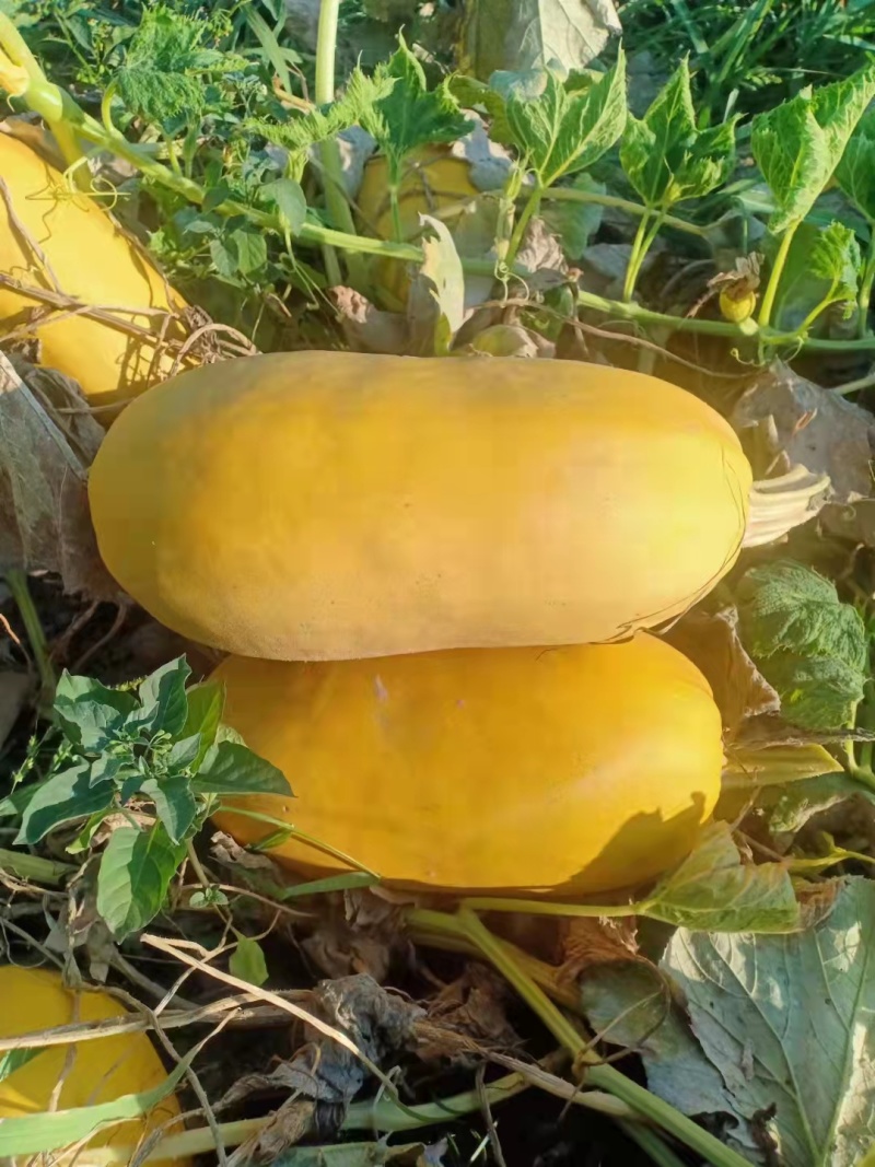 金丝瓜茭瓜搅丝瓜鱼翅瓜凉拌菜量大优惠