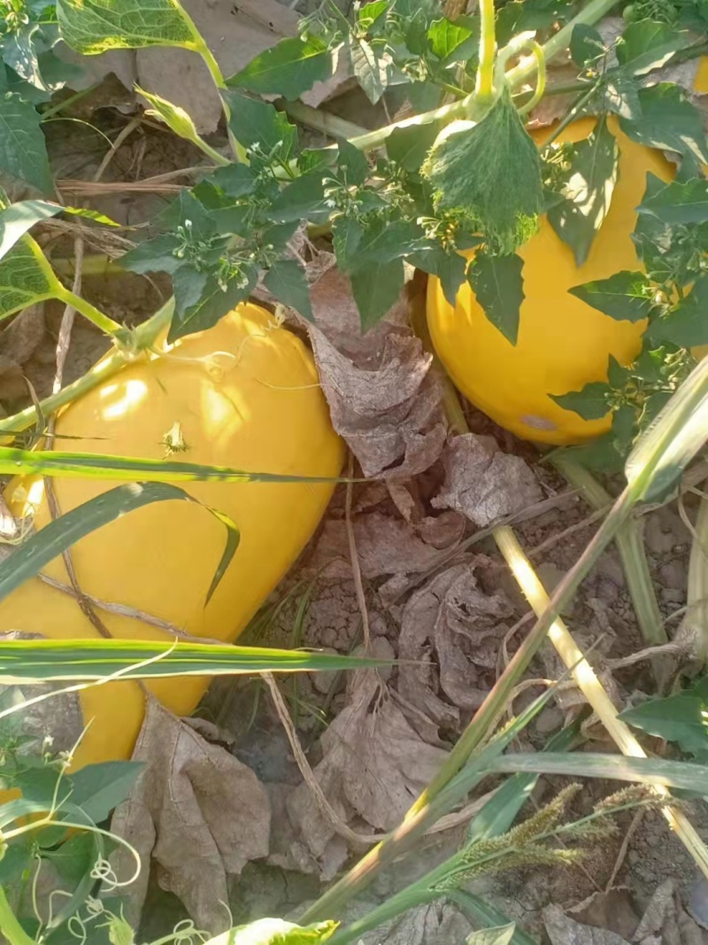 金丝瓜茭瓜搅丝瓜鱼翅瓜凉拌菜量大优惠