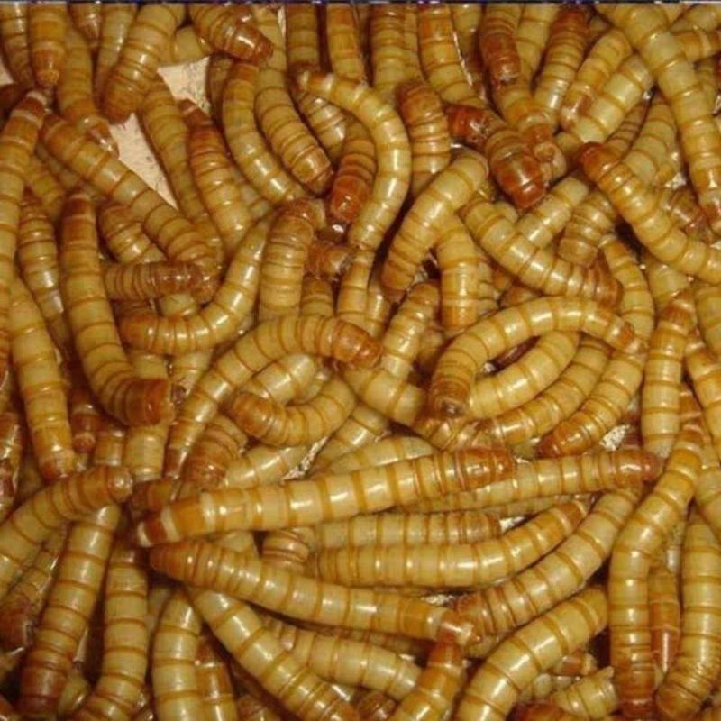 黄粉虫面包虫开口虫青蛙林蛙蝎子仓鼠适用