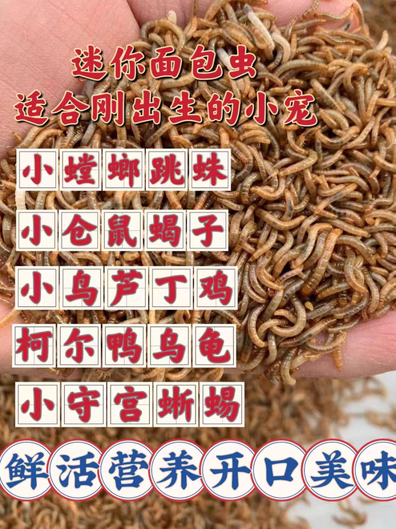 黄粉虫面包虫开口虫青蛙林蛙蝎子仓鼠适用