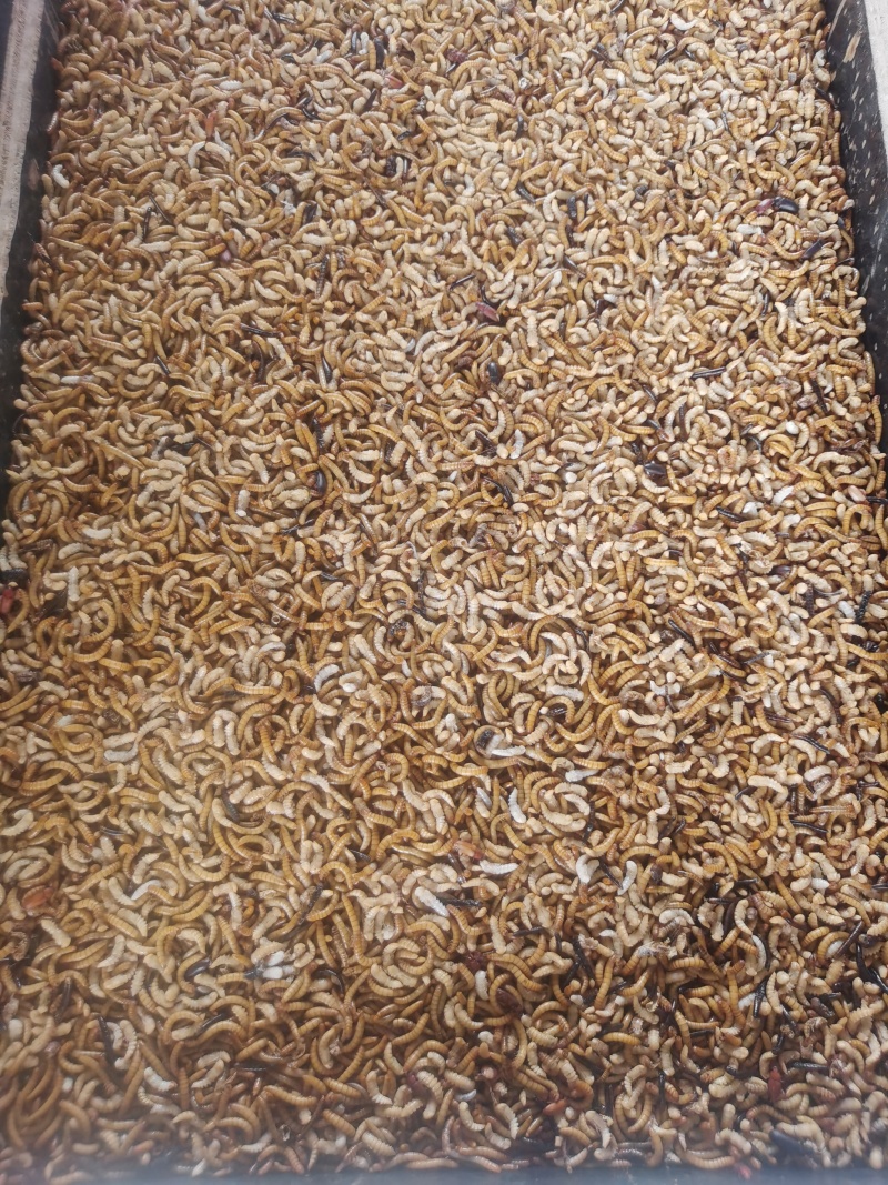 黄粉虫面包虫开口虫青蛙林蛙蝎子仓鼠适用
