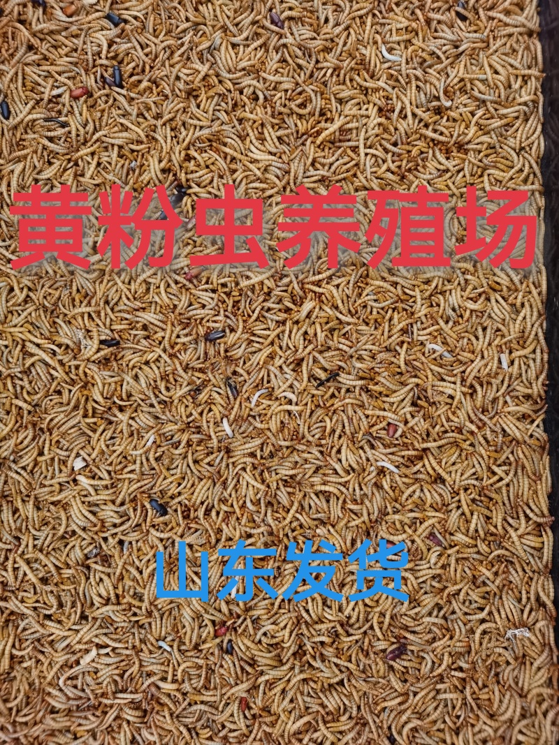 黄粉虫面包虫开口虫青蛙林蛙蝎子仓鼠适用