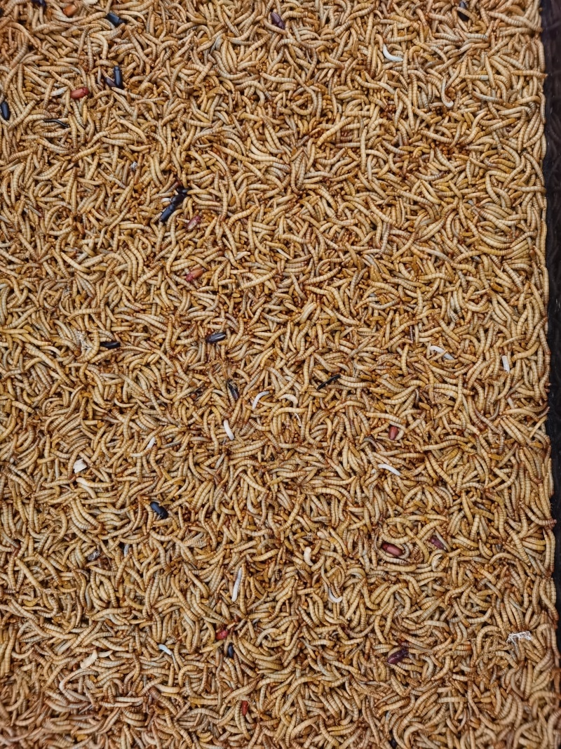 黄粉虫面包虫开口虫青蛙林蛙蝎子仓鼠适用