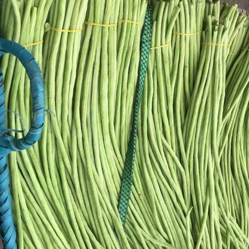 河南豆角开封青条豆角长豆角青豆角对接电商市场商超等各类