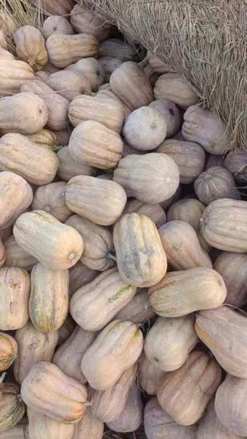 河南南阳南瓜小南瓜花生南瓜产地直发长期供货代发全国