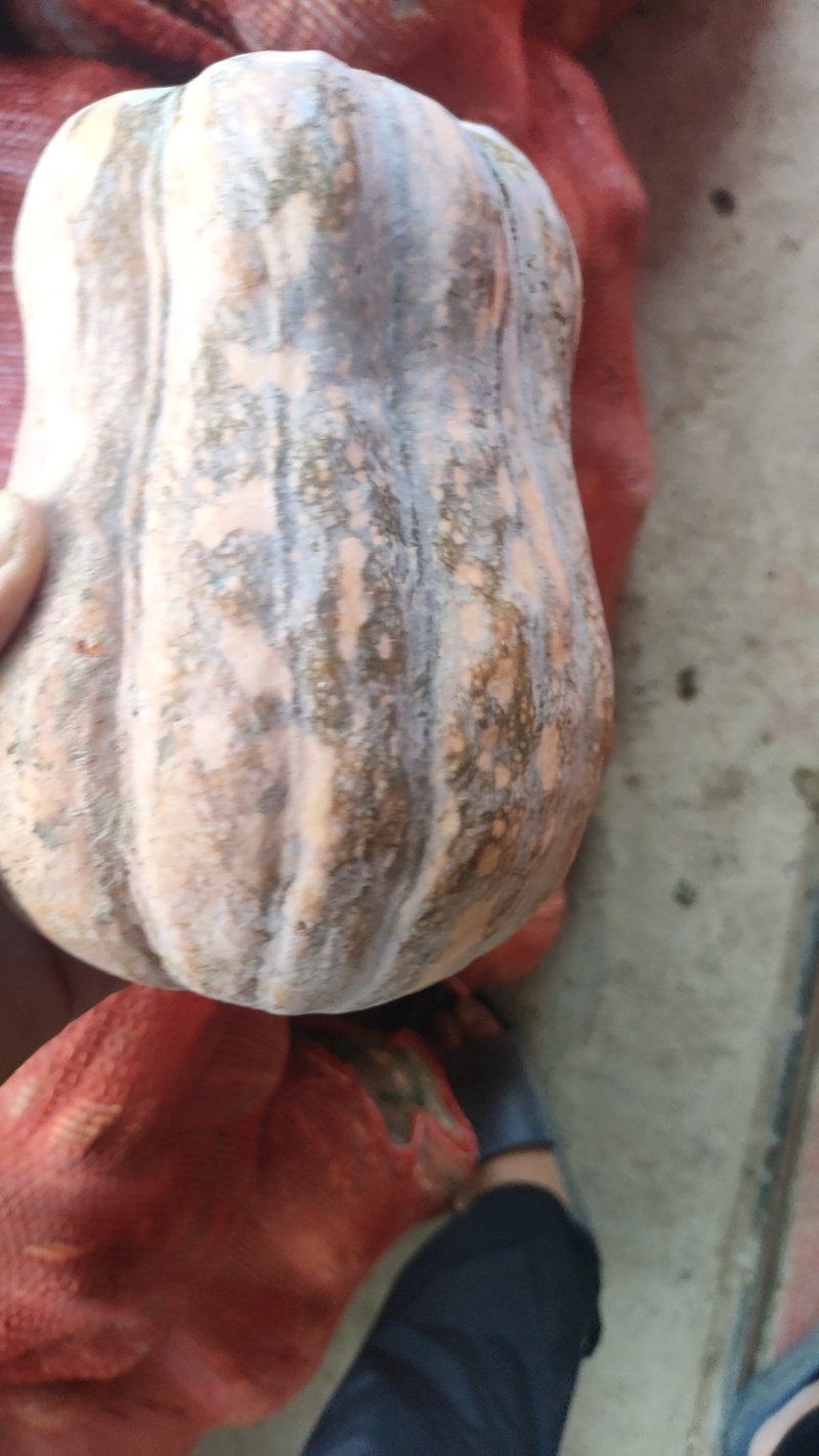 河南南阳南瓜小南瓜花生南瓜产地直发长期供货代发全国