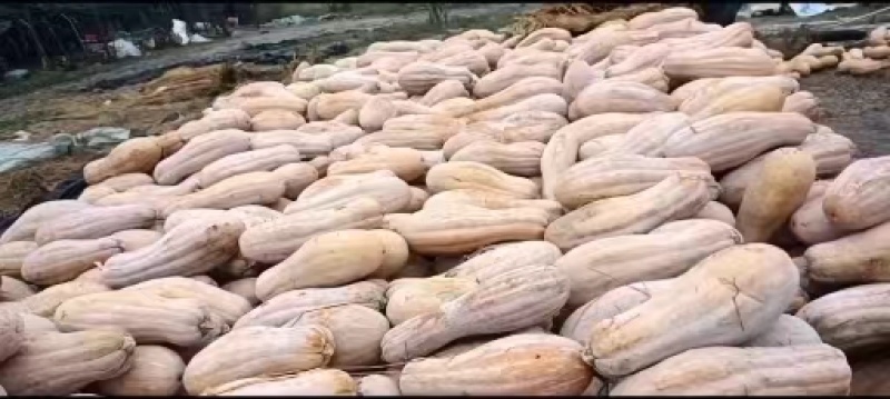 【蜜本南瓜】新野南瓜新鲜南瓜基地直供常年供货欢迎咨询
