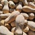 【金韩密本】河南南瓜金韩密本南瓜大量供货代发全国市场