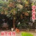 云南高山龙眼支持一件代发