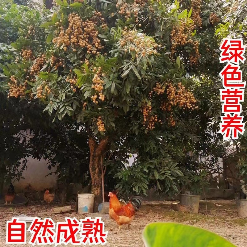 云南高山龙眼支持一件代发