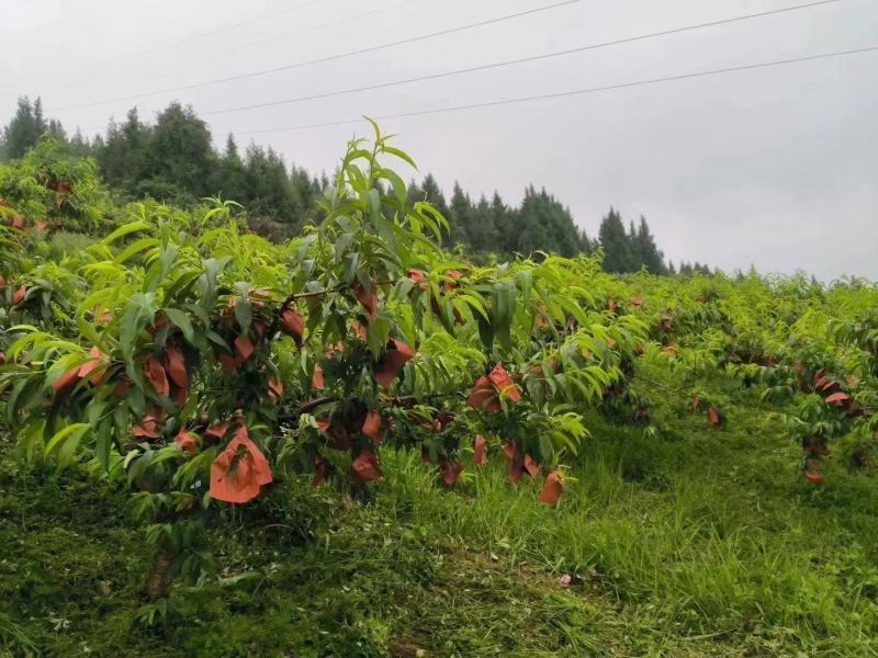 奉节高山锦绣黄桃