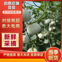 白色贝贝南瓜品质保证产地直发全年供应支持代发