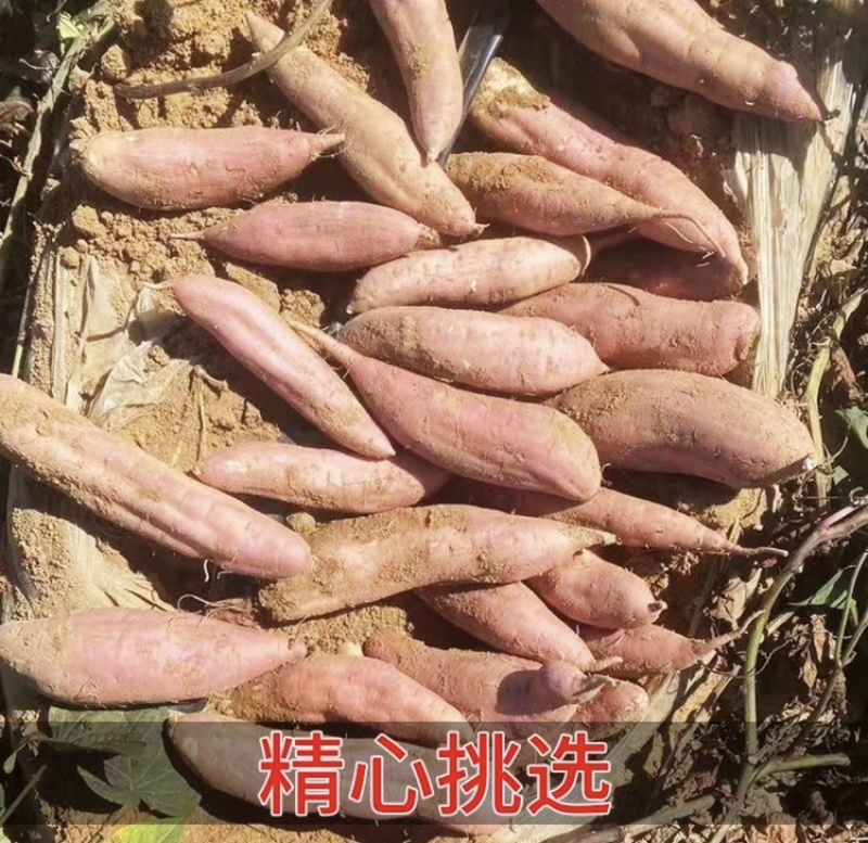 哈密冰糖薯产地直发品质保障按需做货全年供应支持代发
