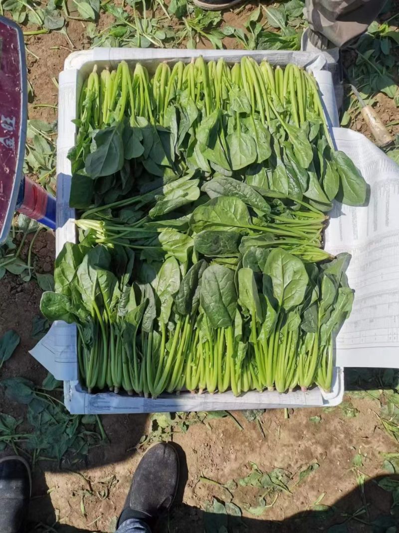 内蒙菠菜产地直发