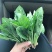 内蒙菠菜产地直发