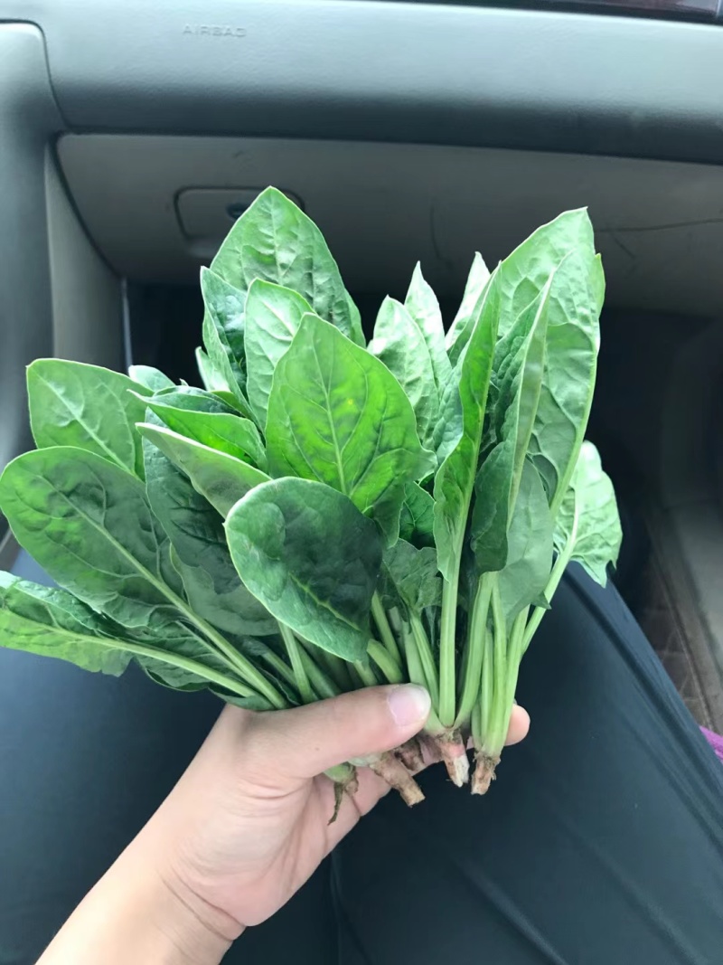 内蒙菠菜产地直发