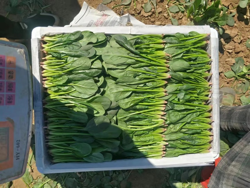 内蒙菠菜产地直发