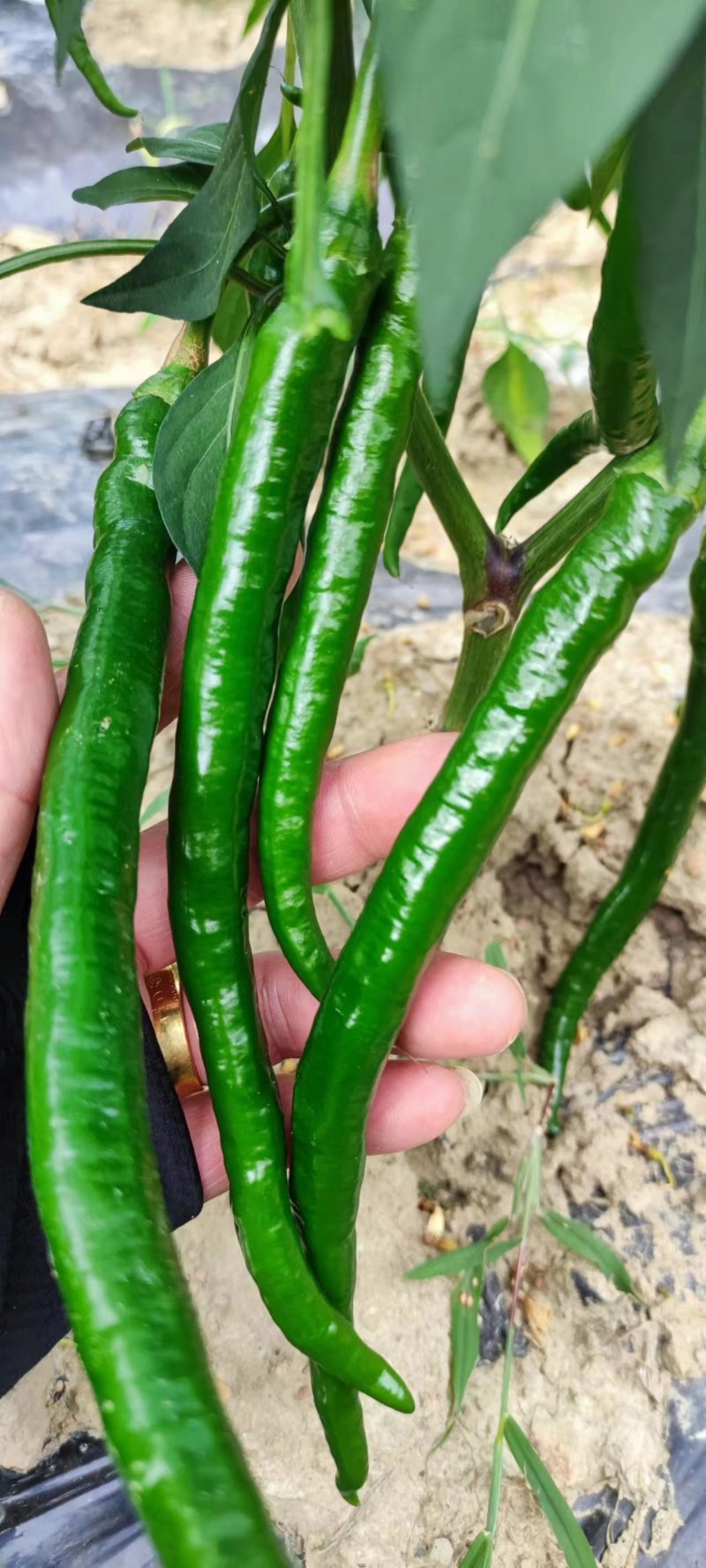 7号线椒