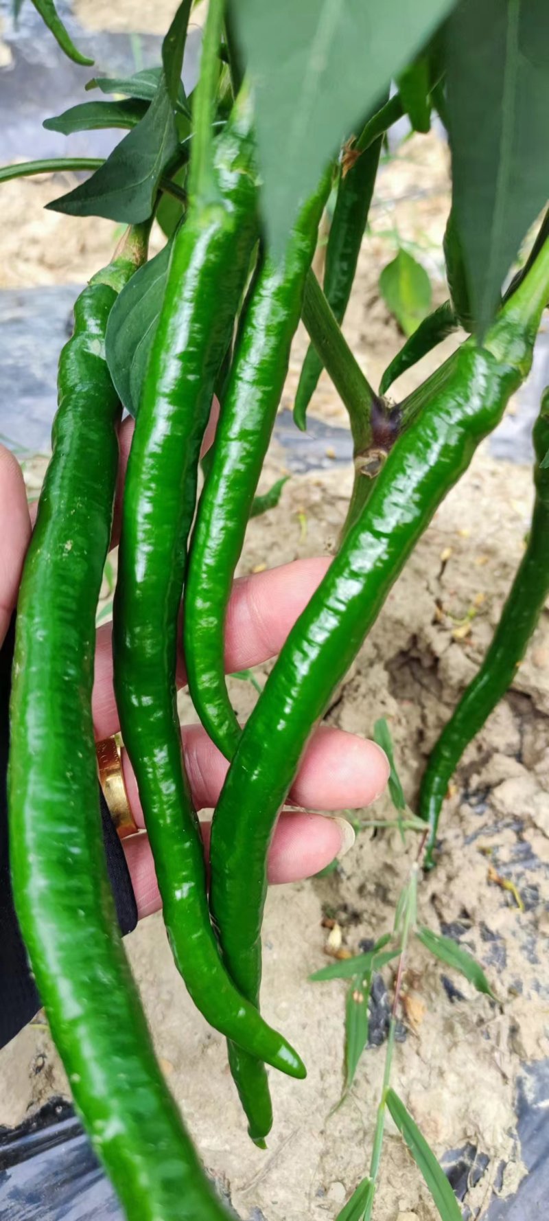7号线椒