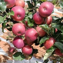 【精品】苹果，云南红露苹果大量上市，产地直发新鲜采摘