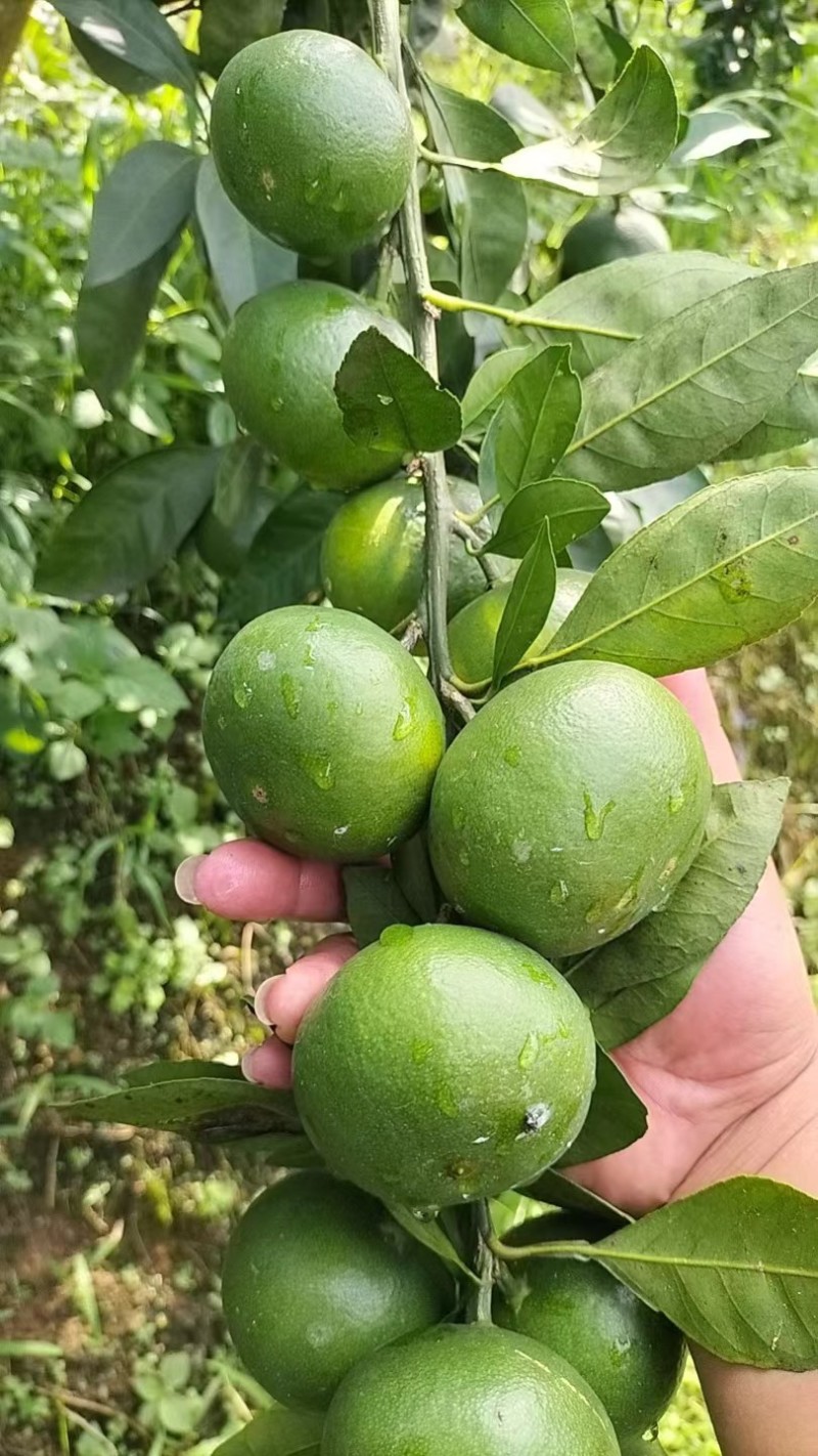 【推荐】云南高原蜜橘酸甜可口对接电商档口商超市场诚信