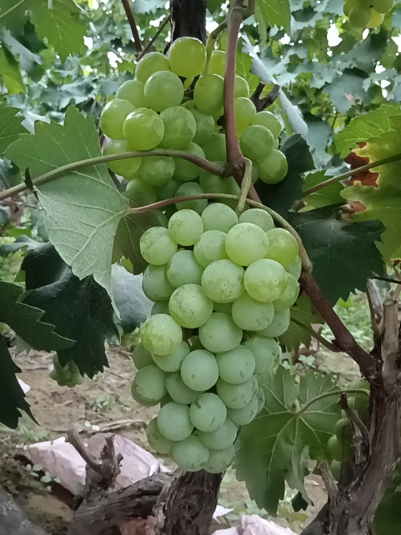 8611青无籽青提葡萄《商品果》大量有货，颗粒饱满糖分高