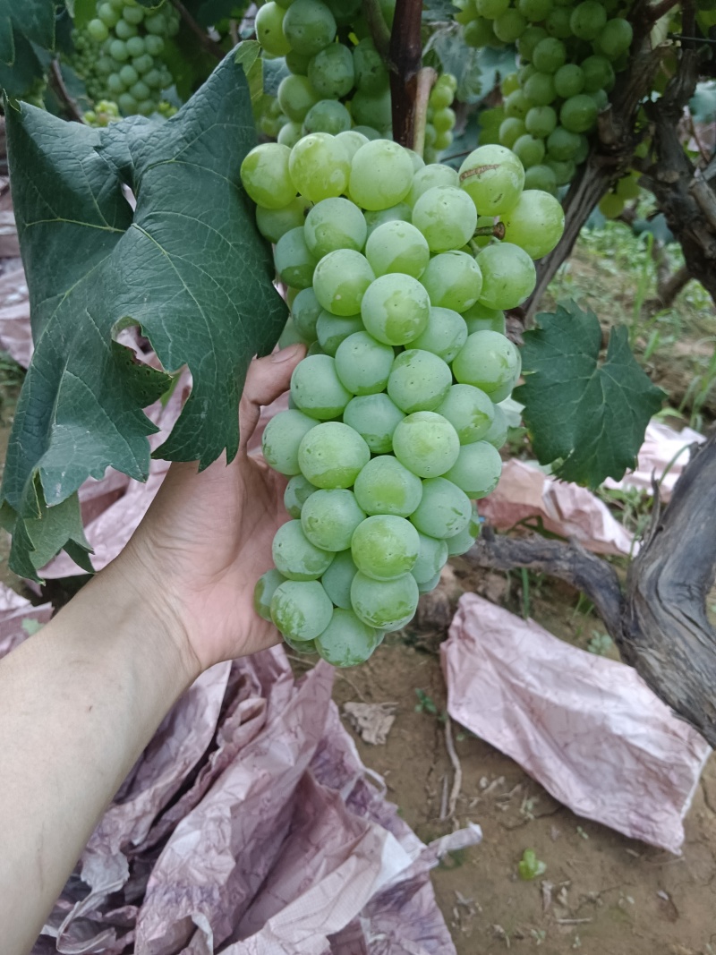 8611青无籽青提葡萄《商品果》大量有货，颗粒饱满糖分高