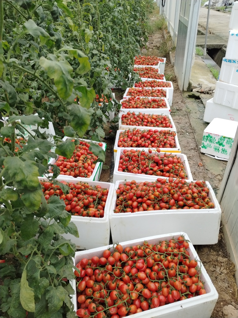 圣女果小番茄