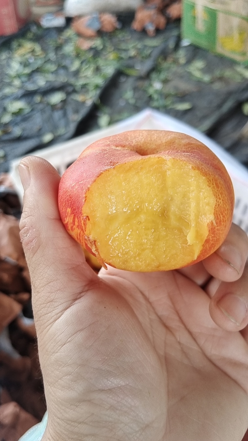 油蟠桃