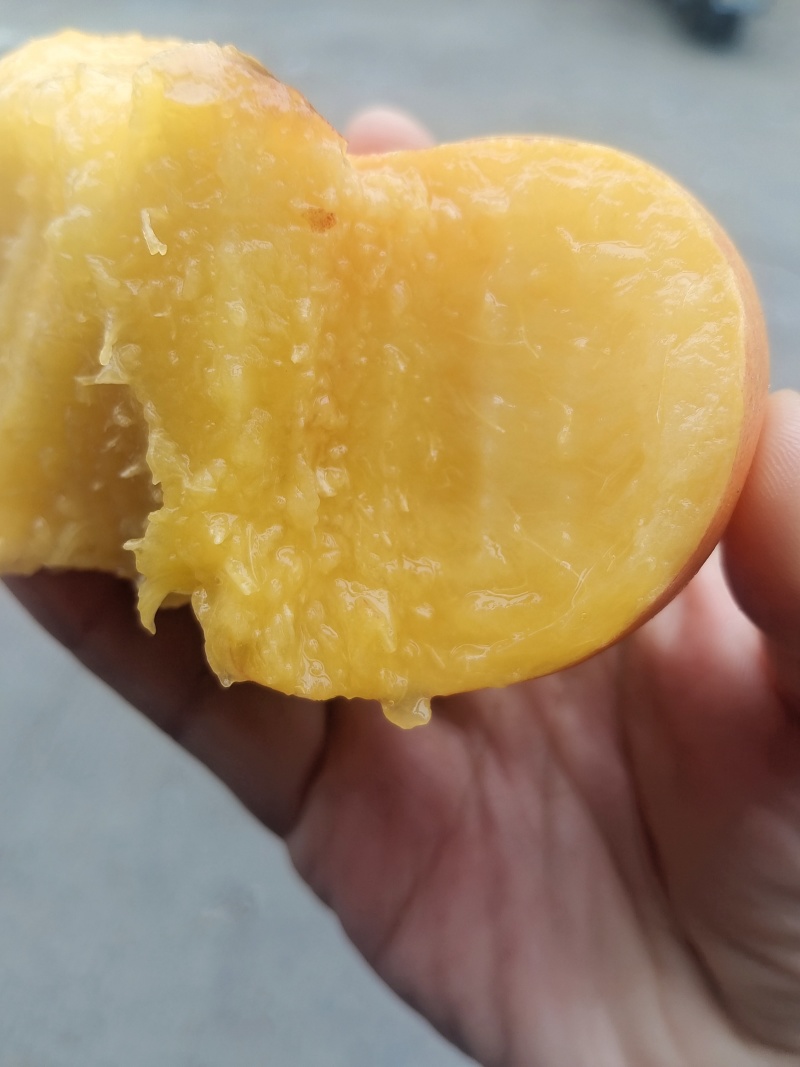 油蟠桃