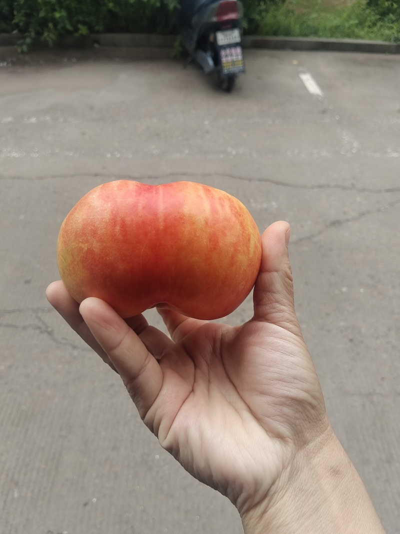 油蟠桃