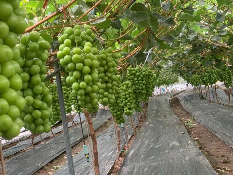 阳光玫瑰葡萄香印晴王商超电商供货代收代发全国市场