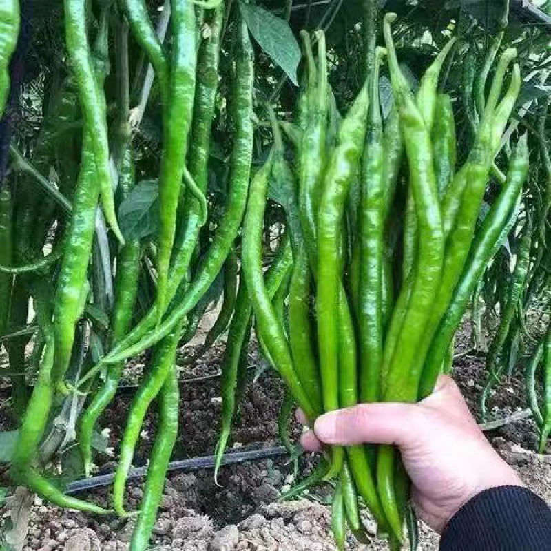 线椒辣椒产地大量上市欢迎各位老板前来咨询定购