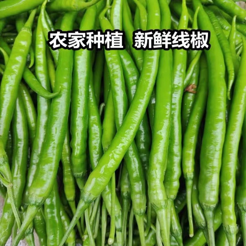 线椒辣椒产地大量上市欢迎各位老板前来咨询定购