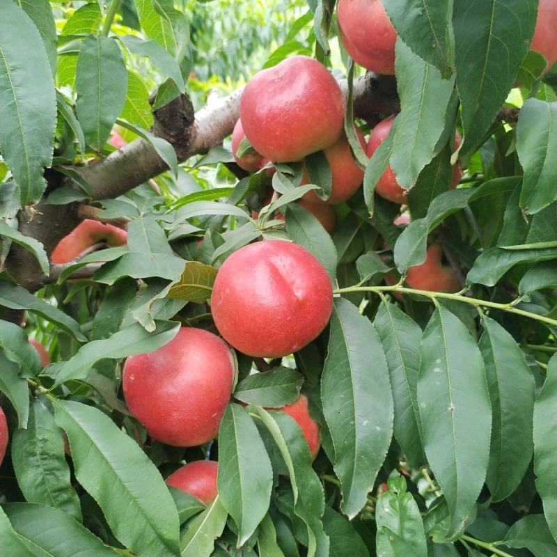 中油20