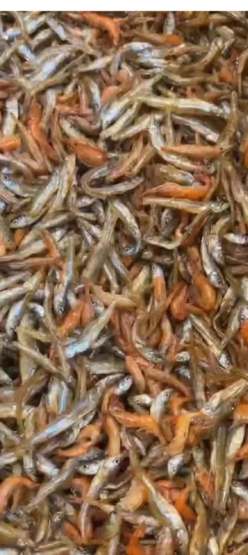油炸乡下小鱼小虾