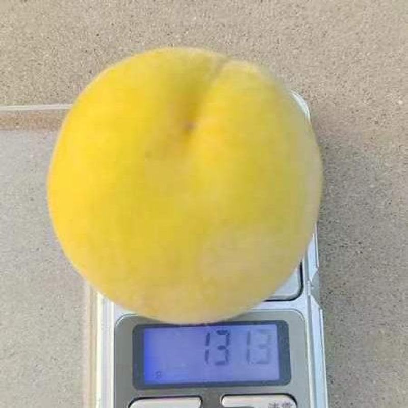 ，黄金罐