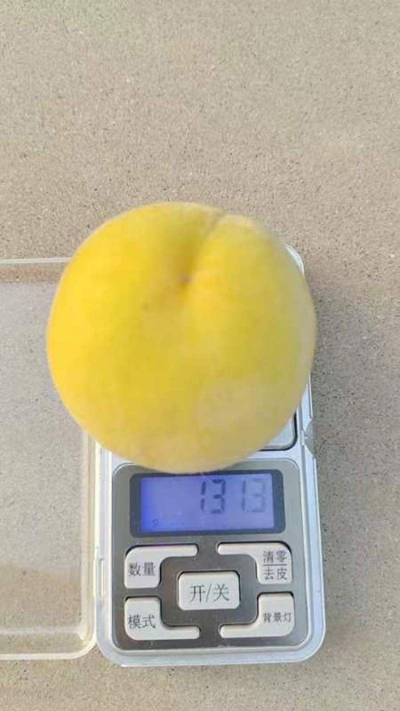 ，黄金罐