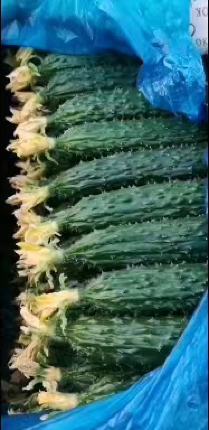 【店长推荐】山东精品密刺黄瓜，产地直发，对接各级批发商