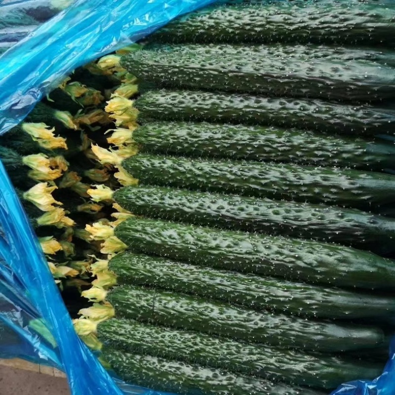 【店长推荐】山东精品密刺黄瓜，产地直发，对接各级批发商