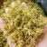 铁皮石斛干花基地直发品质保证量大从优一手货源全国发货