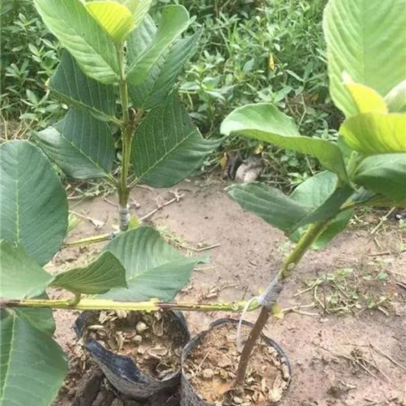 四季帝王芭乐苗番石榴嫁接苗苗台湾红宝石芭乐苗红白心苗南方种植