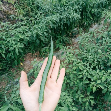 青椒2.5/斤