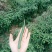 青椒2.5/斤