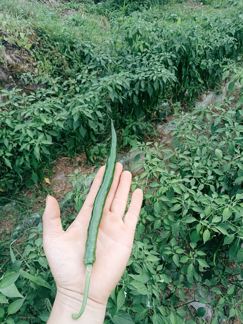 青椒2.5/斤